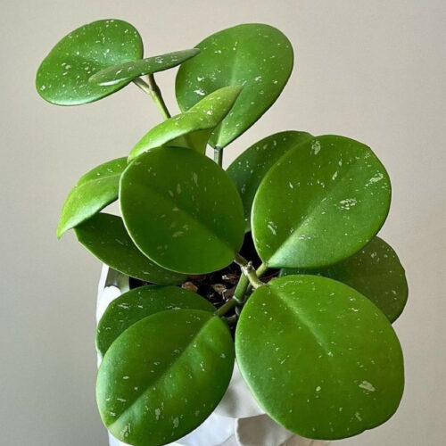 Hoya Obovata green