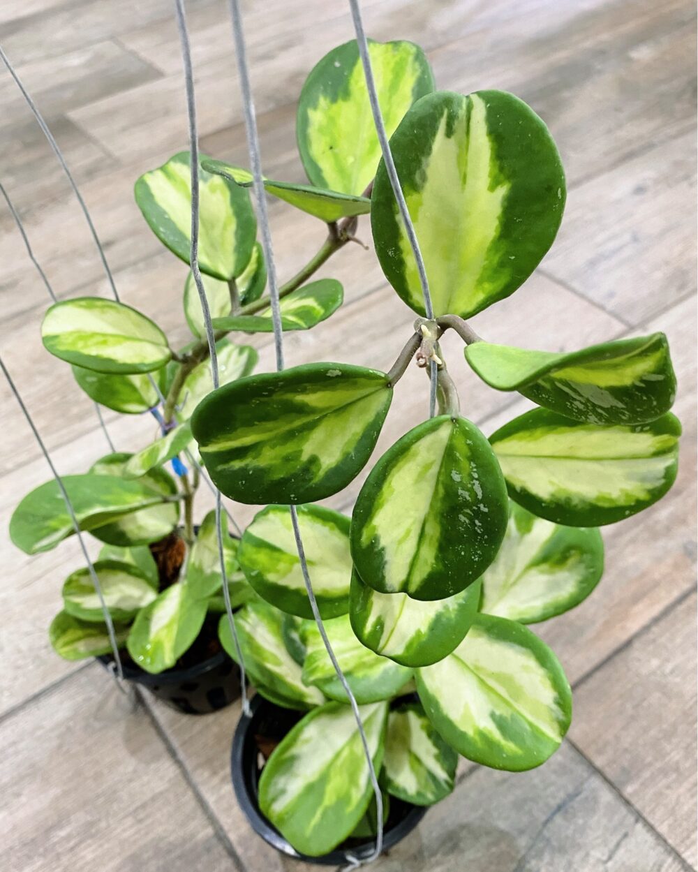 Hoya Obovata variegated