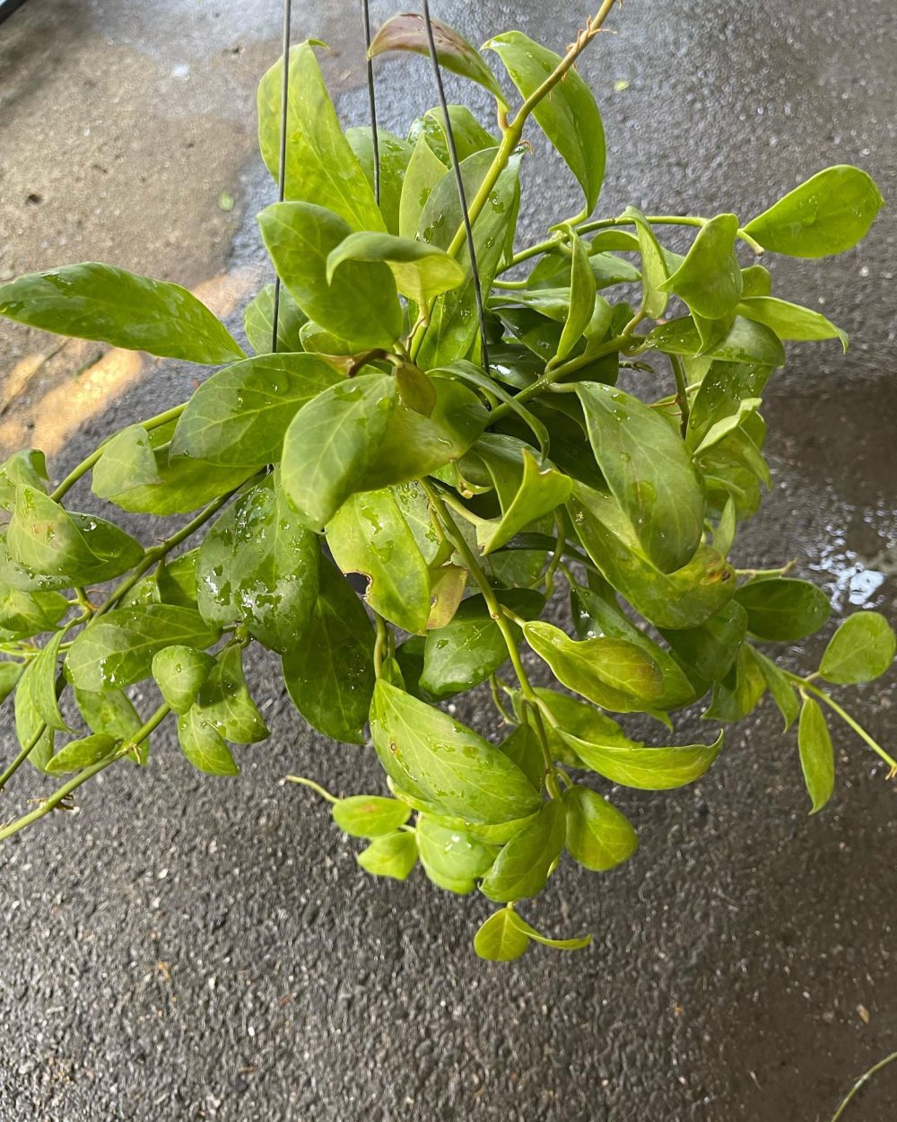 Hoya Obscura