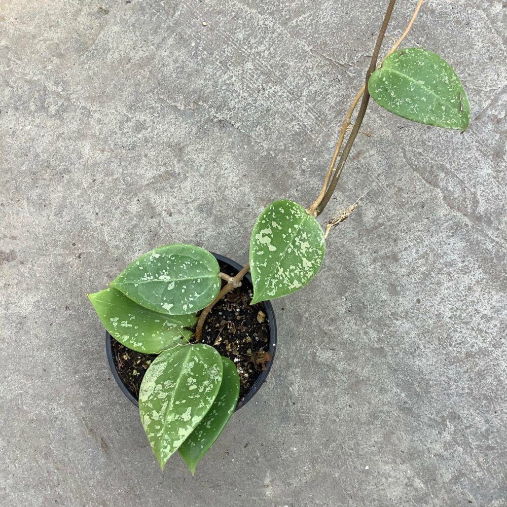 Hoya Parasitica Heart leave splash