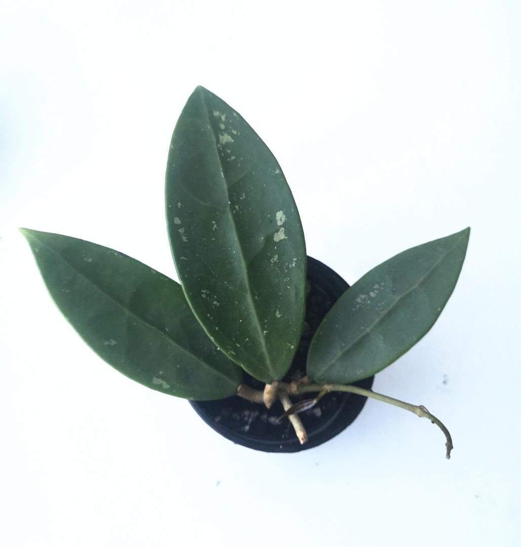 Special Deal: Hoya Parasitica NR01 from Thailand at Promotional Prices