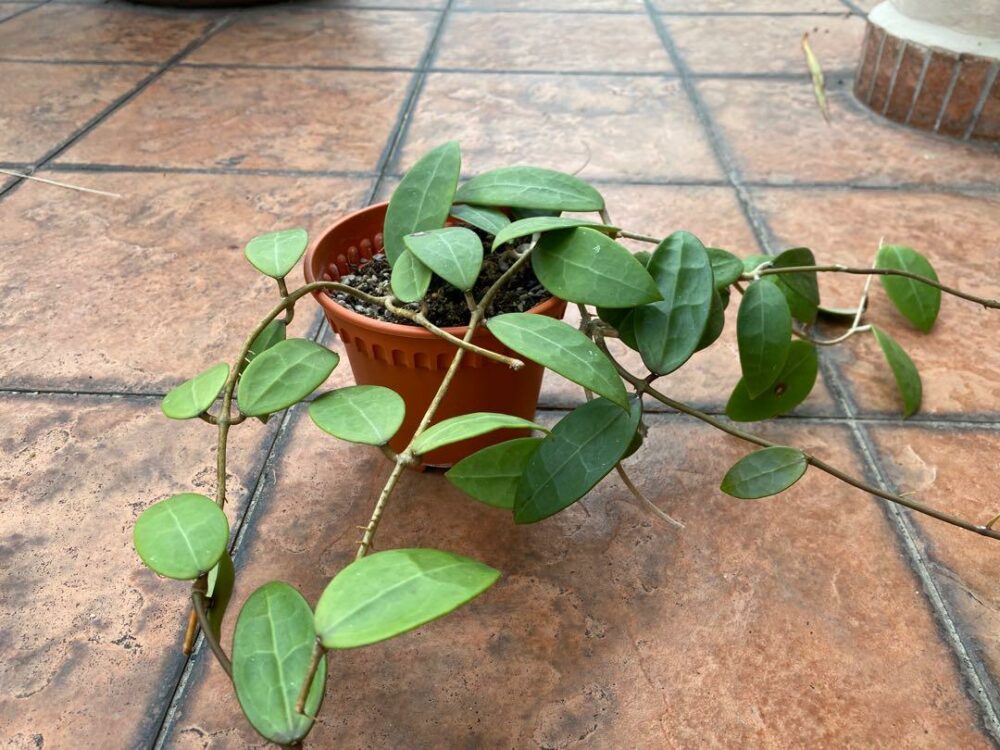 Hoya Parisitica pink