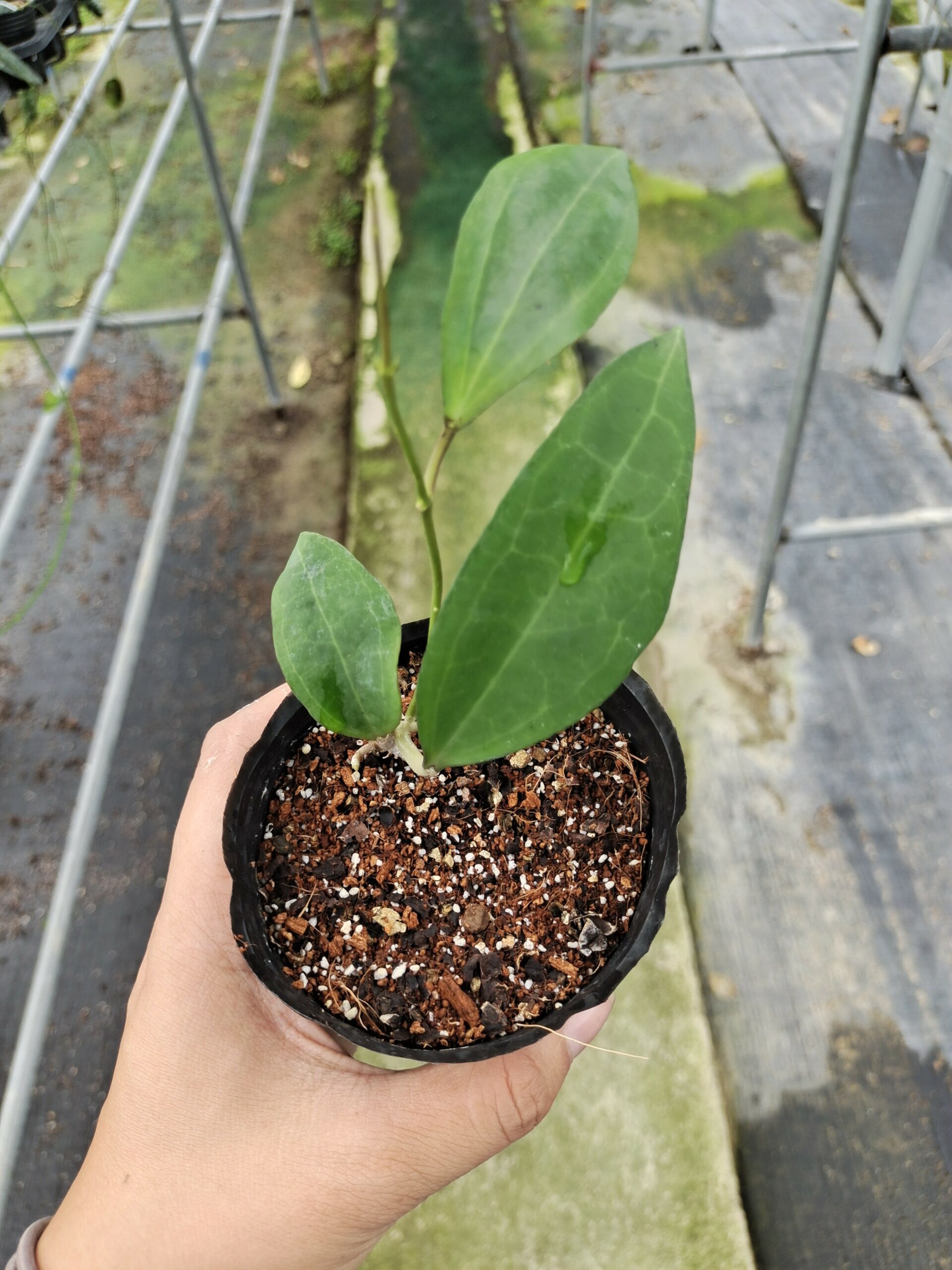 Hoya Paulshirleyi For Sale New Price 2023 Shop Now!