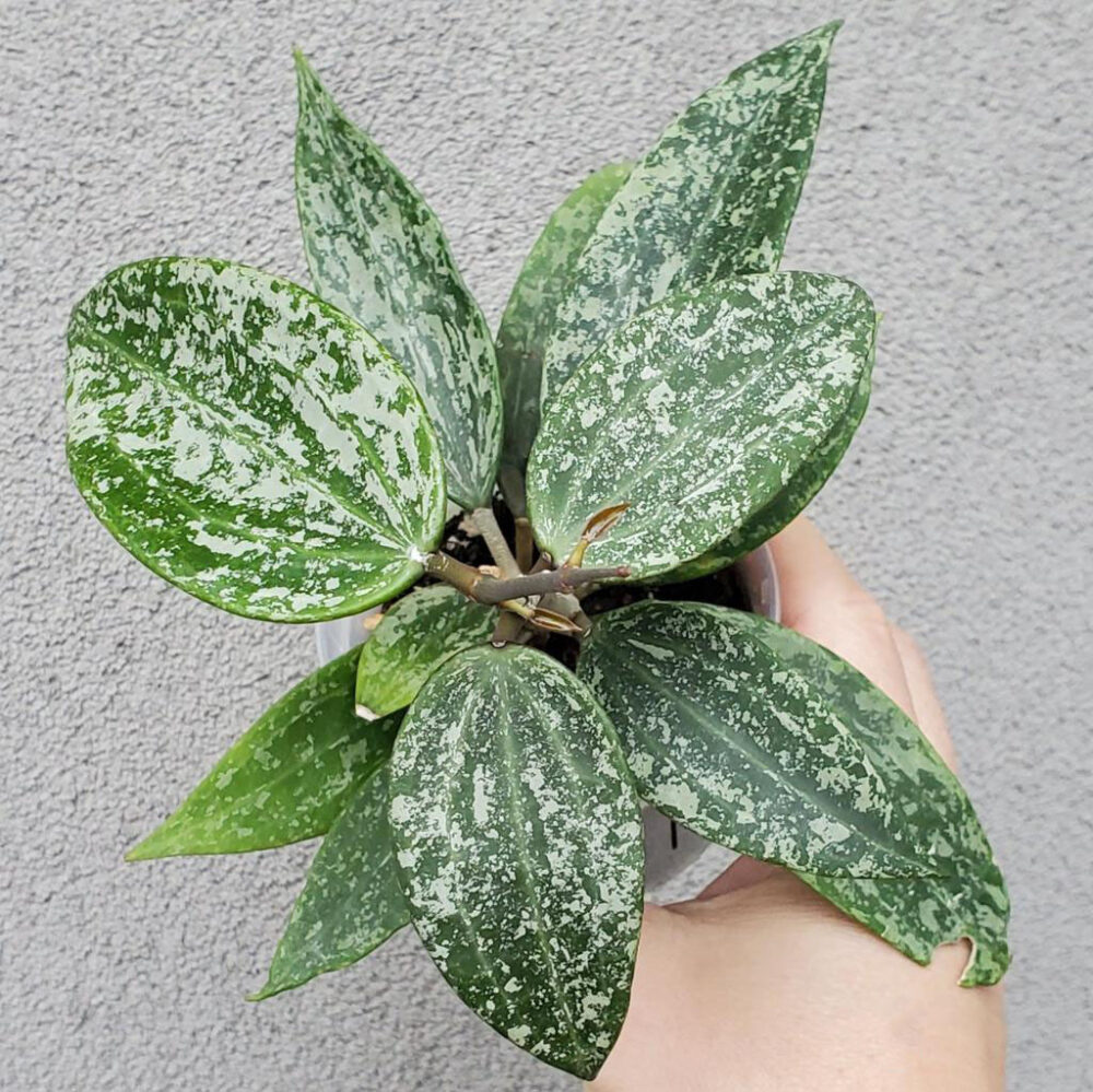 Hoya Rangsan long size