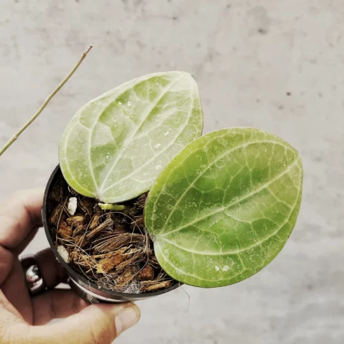 Hoya Sarawak Cream