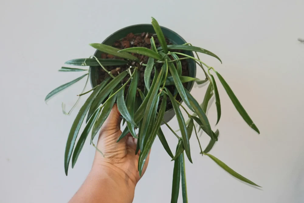 Hoya Shepherdii