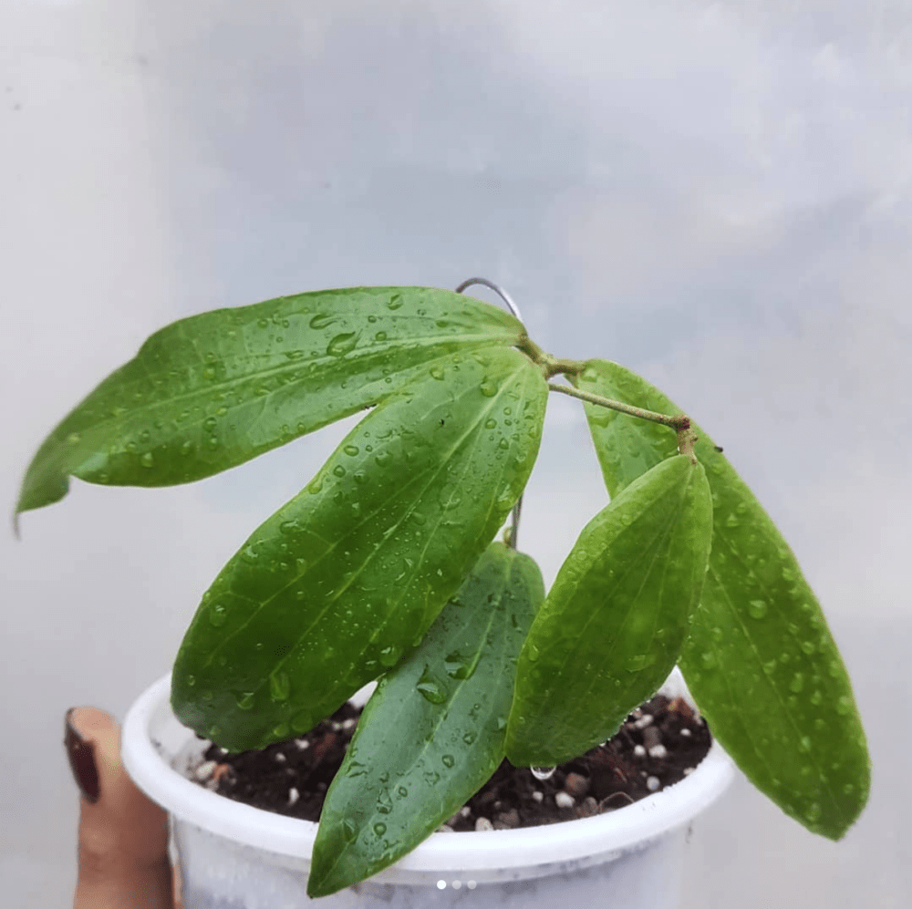 Hoya Siariae Red