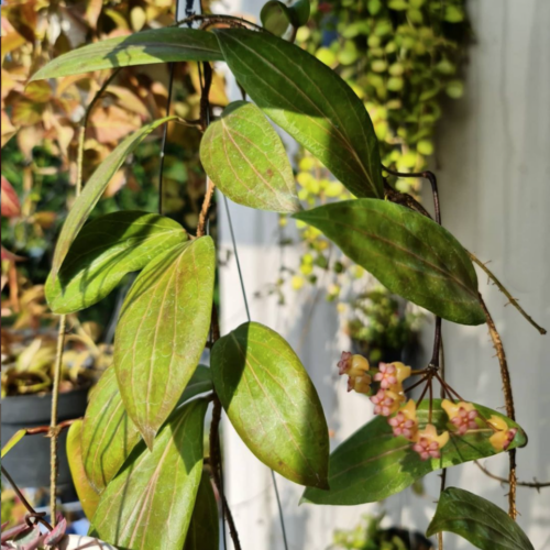 Hoya Savetelana