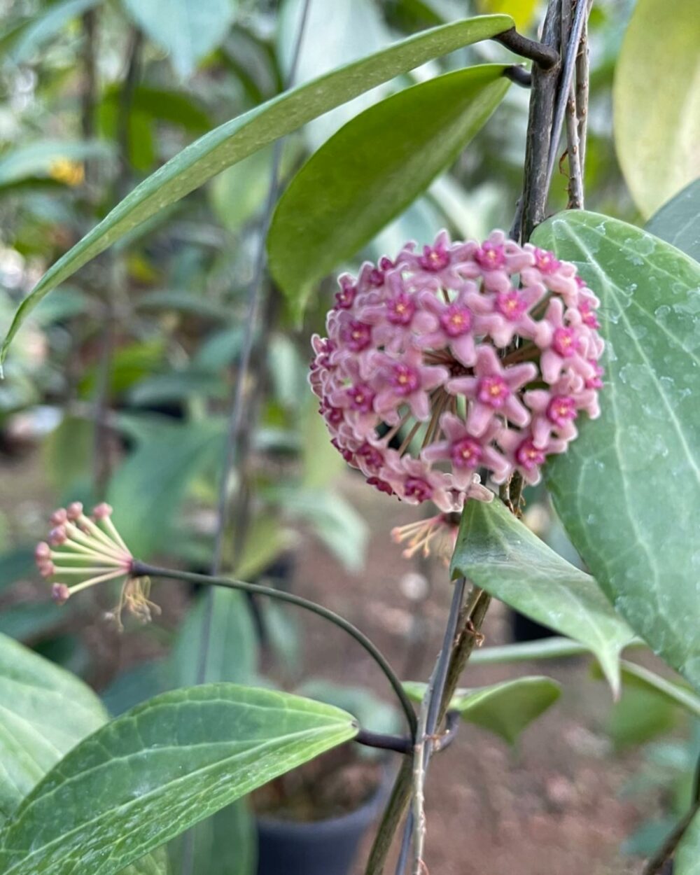 Hoya Sp MPR 02 IML 1866