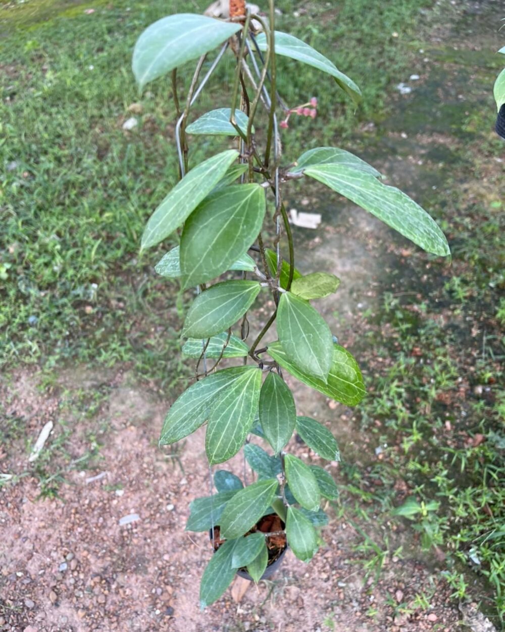 Hoya Sp MPR 02 IML 1866