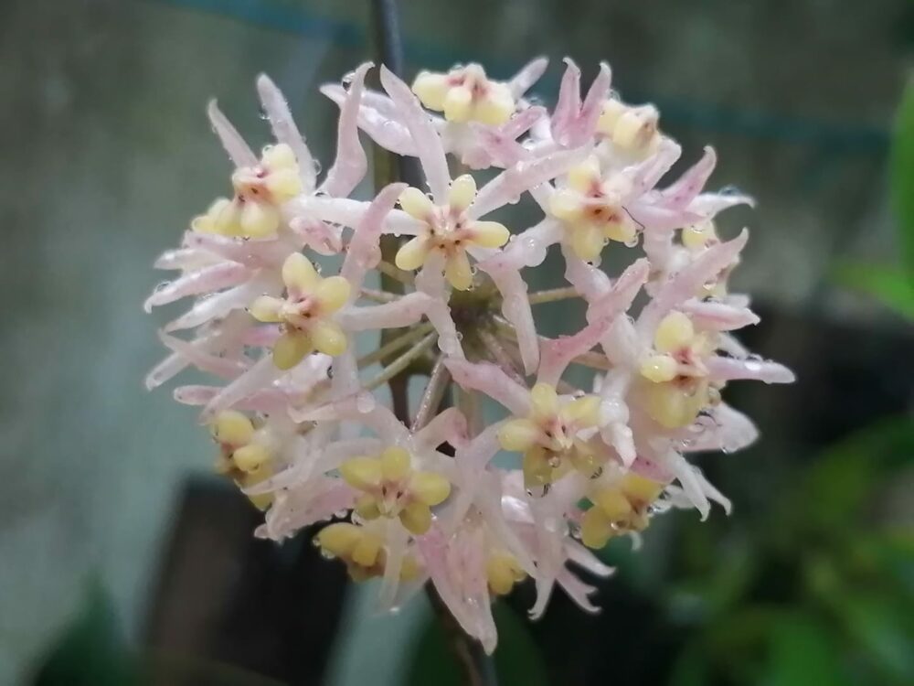 Hoya UT-168