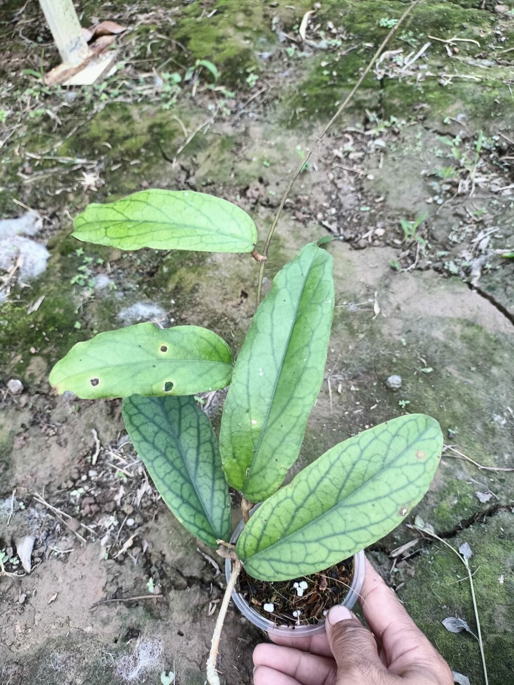 Hoya Vitellinoides