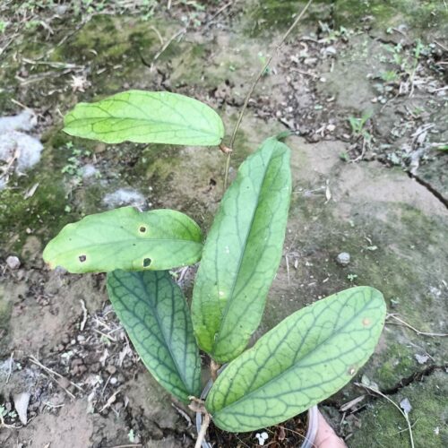 Hoya Vitellinoides