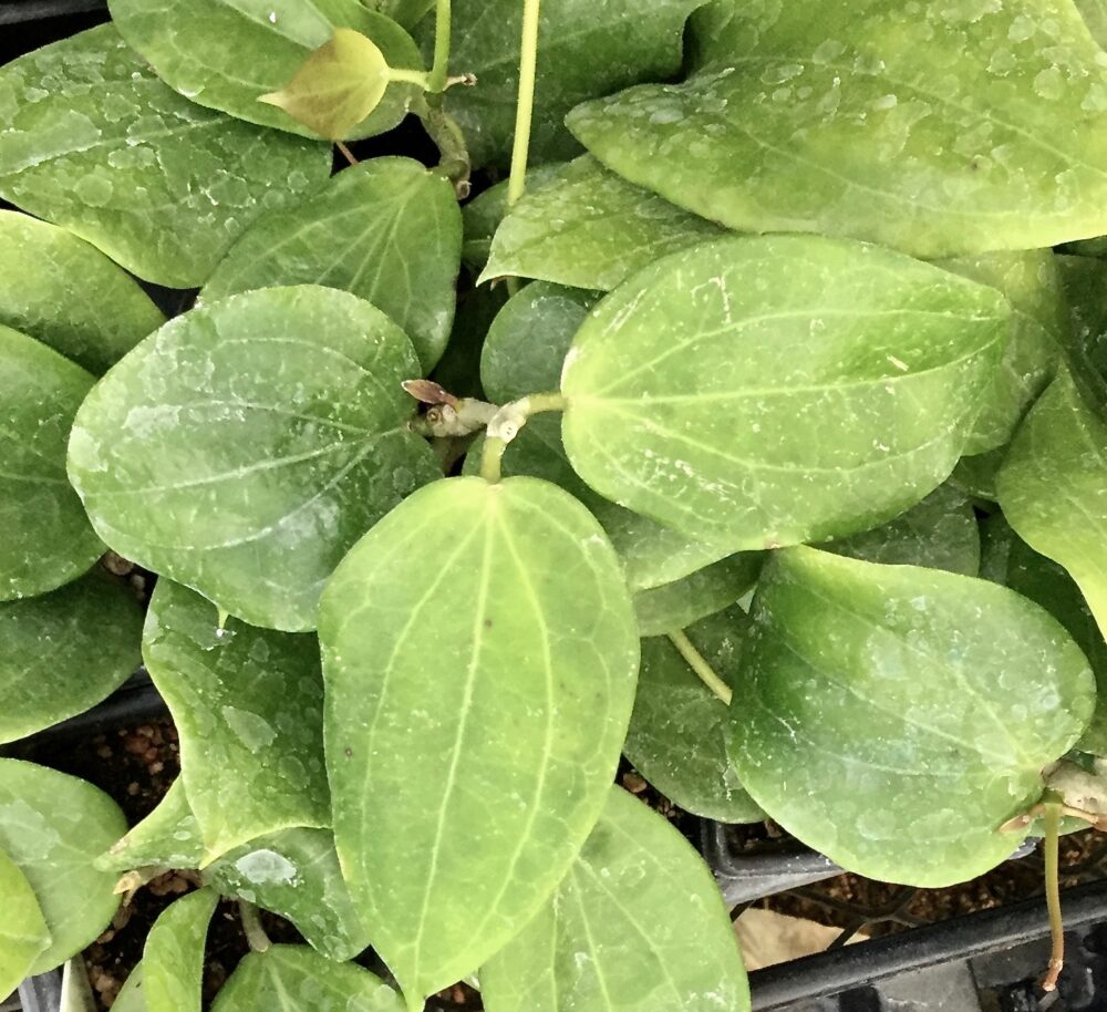 Hoya aldrichii