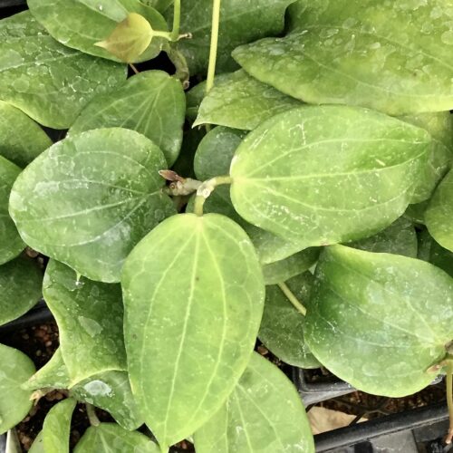 Hoya aldrichii