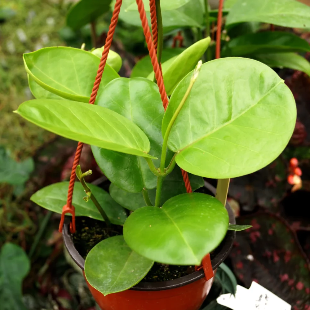 Hoya australis tenuipe