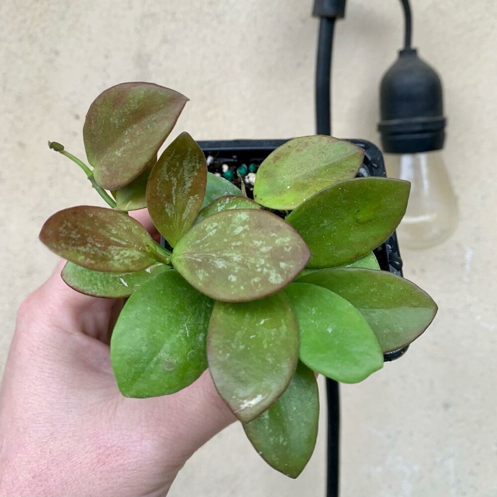 Hoya collina