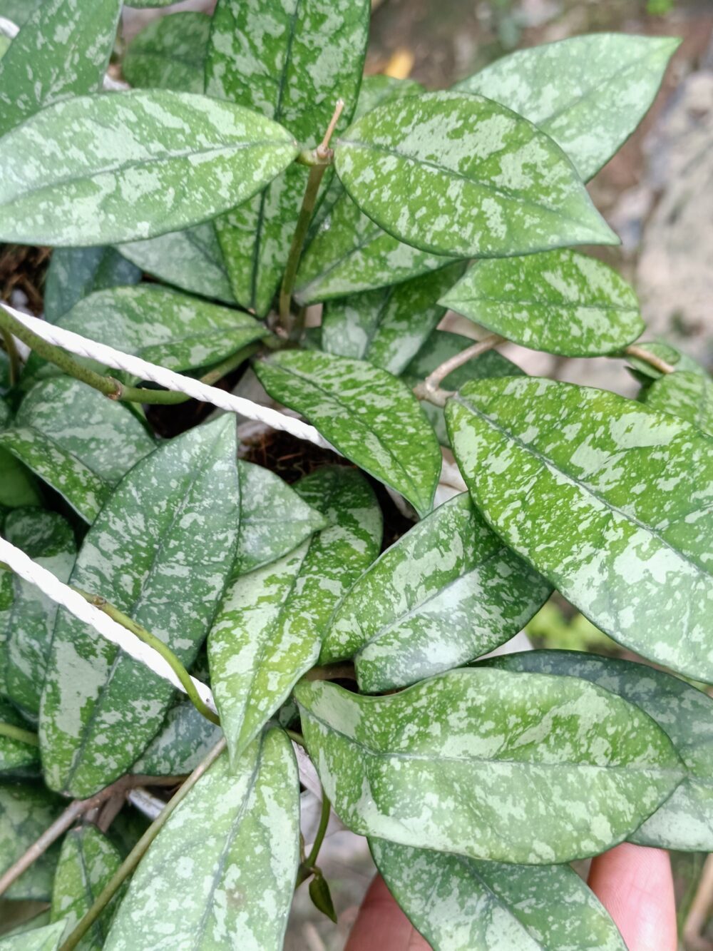 Hoya crasipetiolata splash