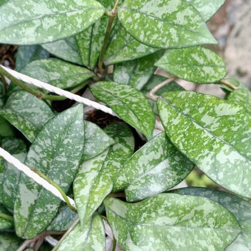 Hoya crasipetiolata splash