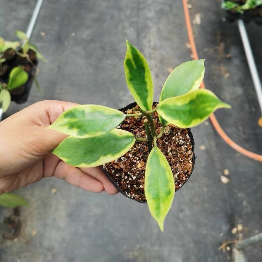 Elegant Hoya Diversifolia Albomarginata | 4