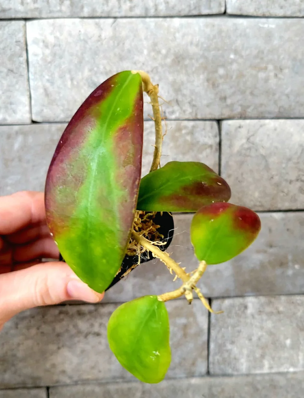 Hoya elmeri