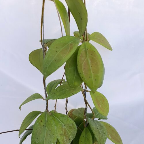 Hoya erythrostemma chocking pink