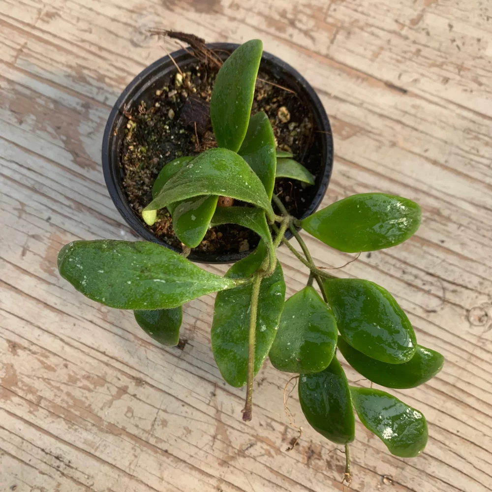 Hoya isabelchanae