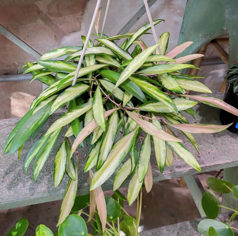 Hoya kentiana variegated