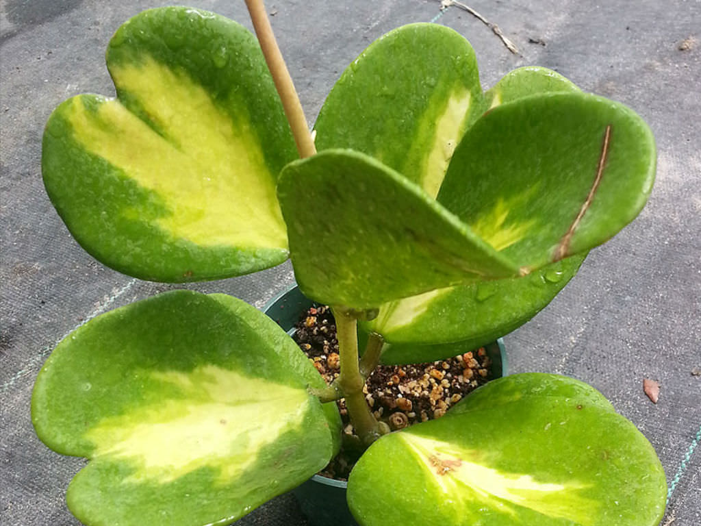 Hoya kerrii reverse variegated