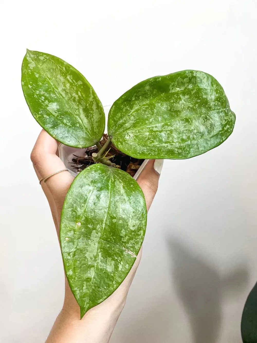 Hoya macropylla Snow Queen