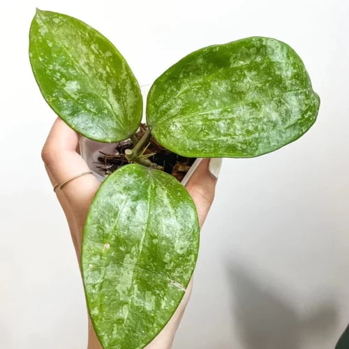 Hoya macropylla Snow Queen