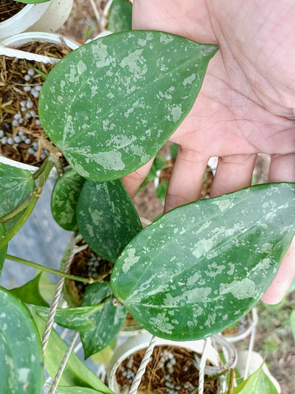 Hoya macropylla splash