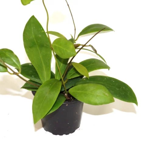 Hoya mindorensis red