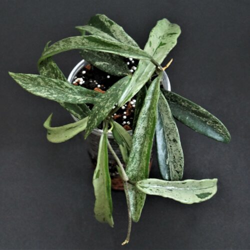 Hoya minibelle splash