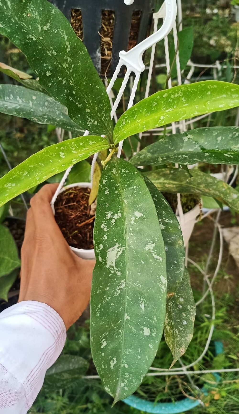 Hoya multiflora yellow splash