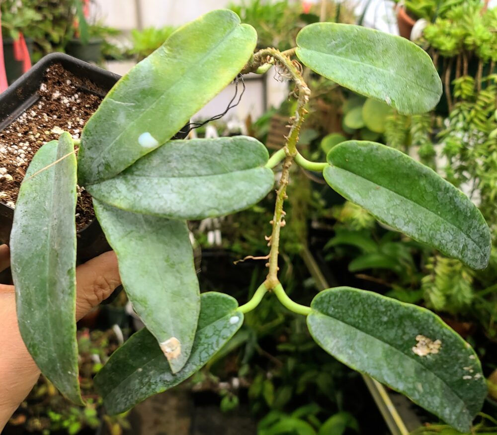 Hoya onychoides