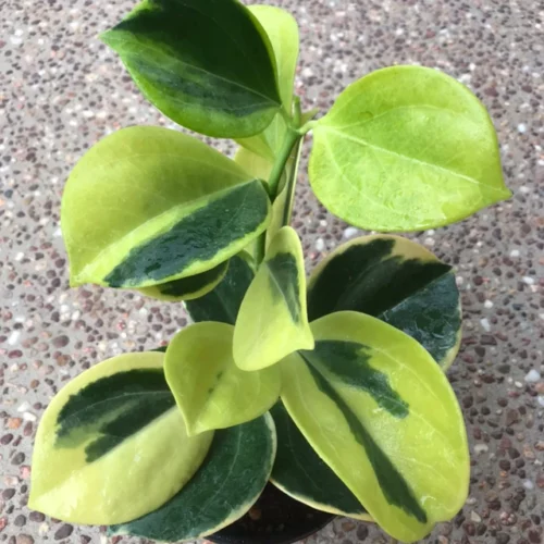 Hoya pachyclada Variegated
