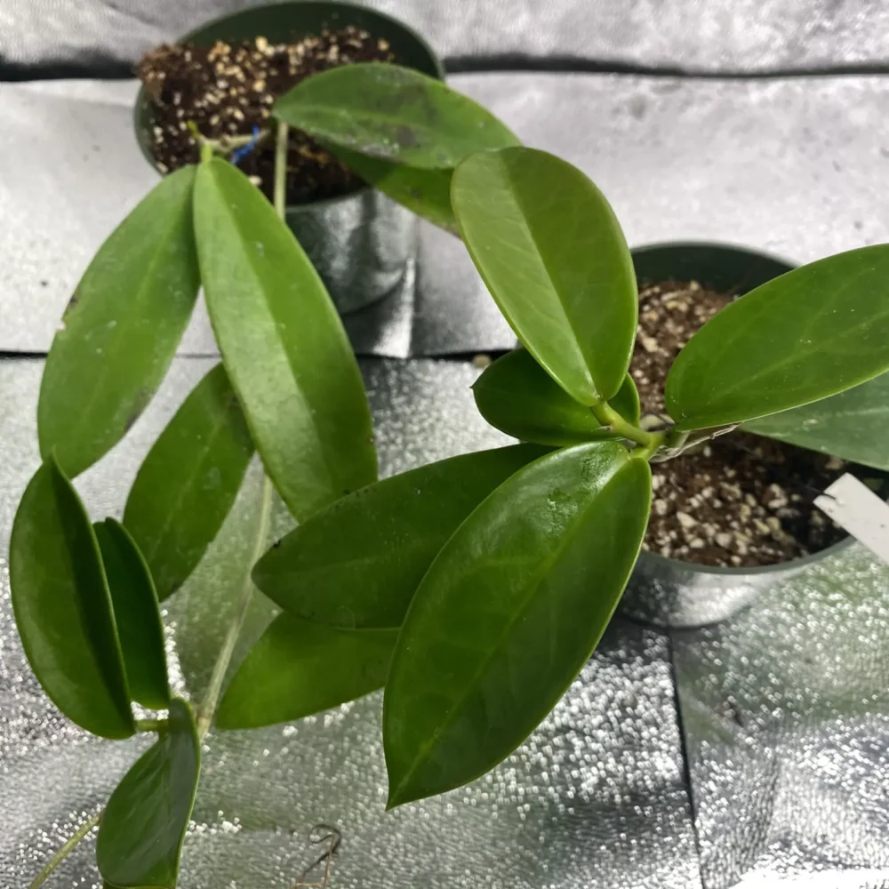 Hoya pubicalyx Black Dragon