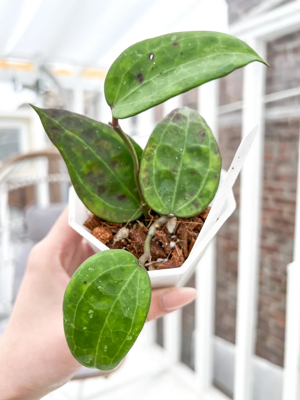 Hoya sp. IV