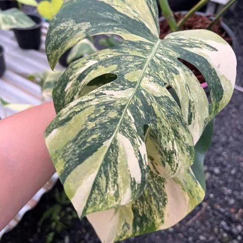 Monstera Aurea Marmorata Tri-color