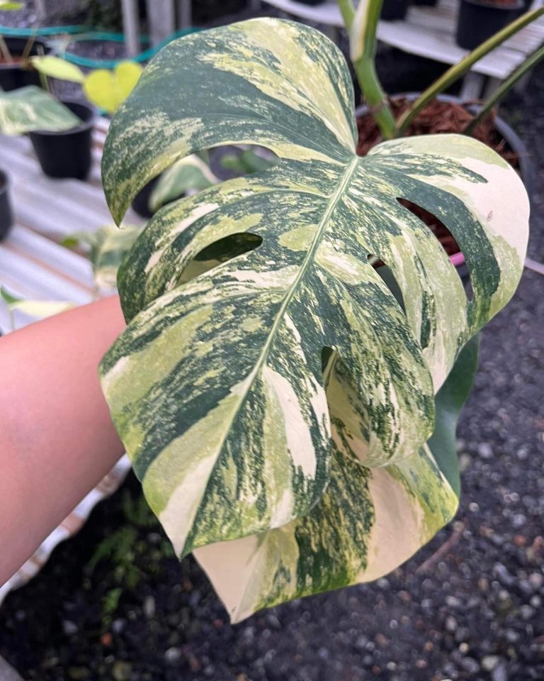 Monstera Aurea Marmorata Tricolor Leaves Rare Monstera