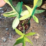 Philodendron Florida Beauty