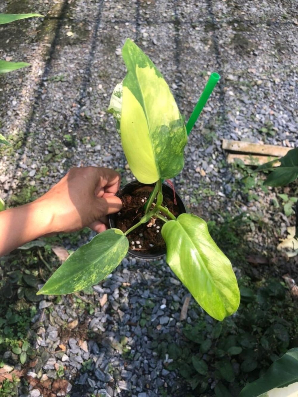 Philodendron domesticum variegated