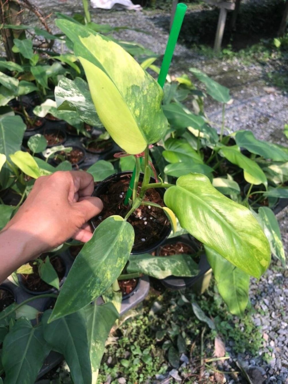 Philodendron domesticum variegated