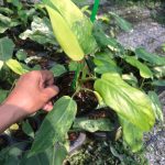 Philodendron domesticum variegated