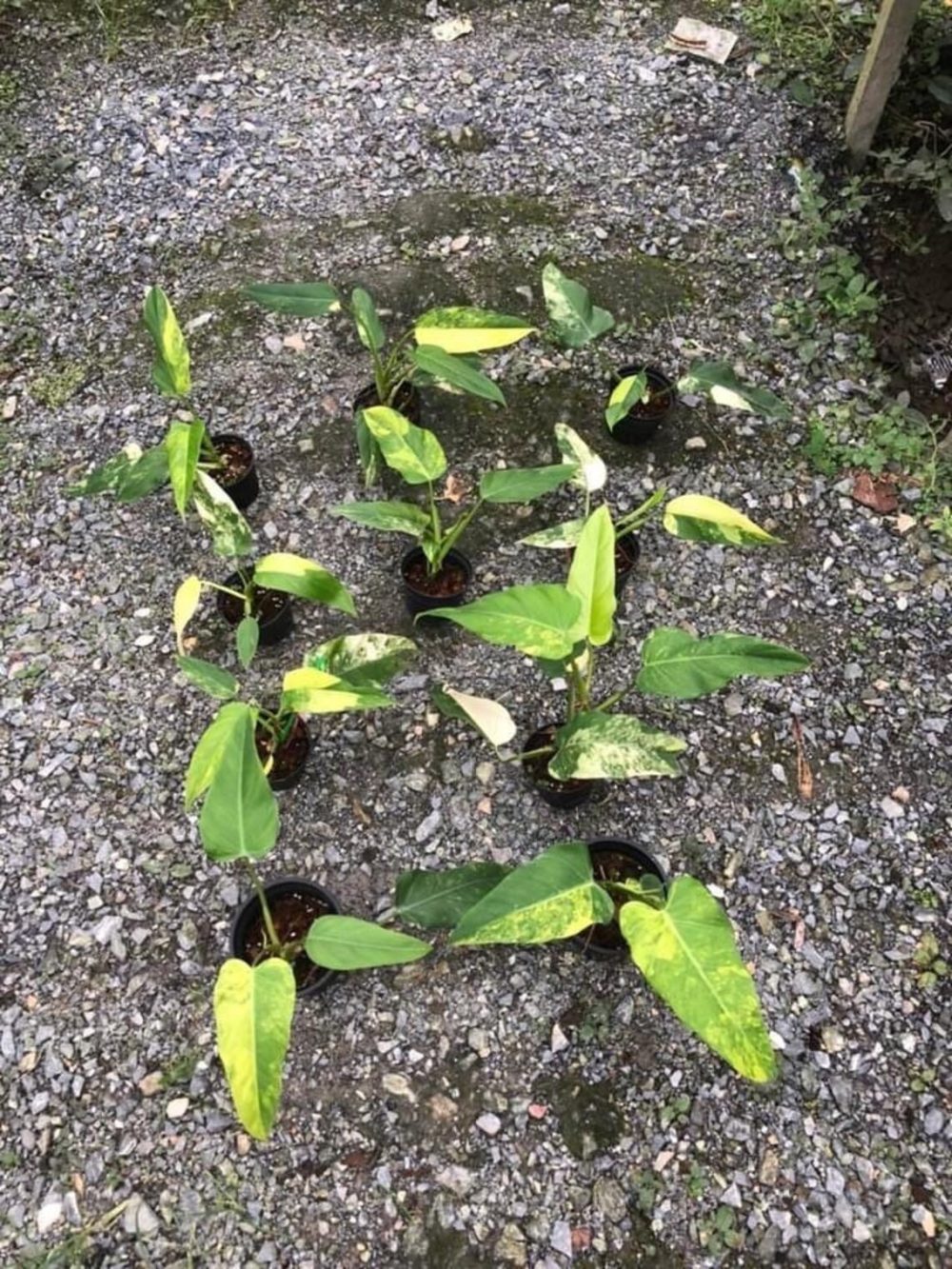 Philodendron domesticum variegated