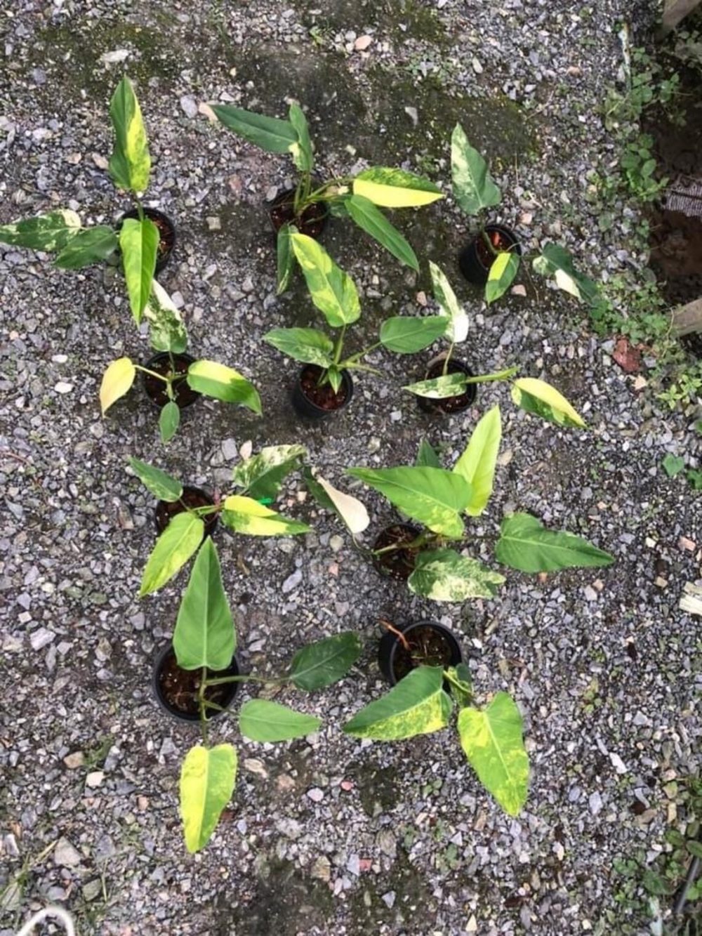 Philodendron domesticum variegated