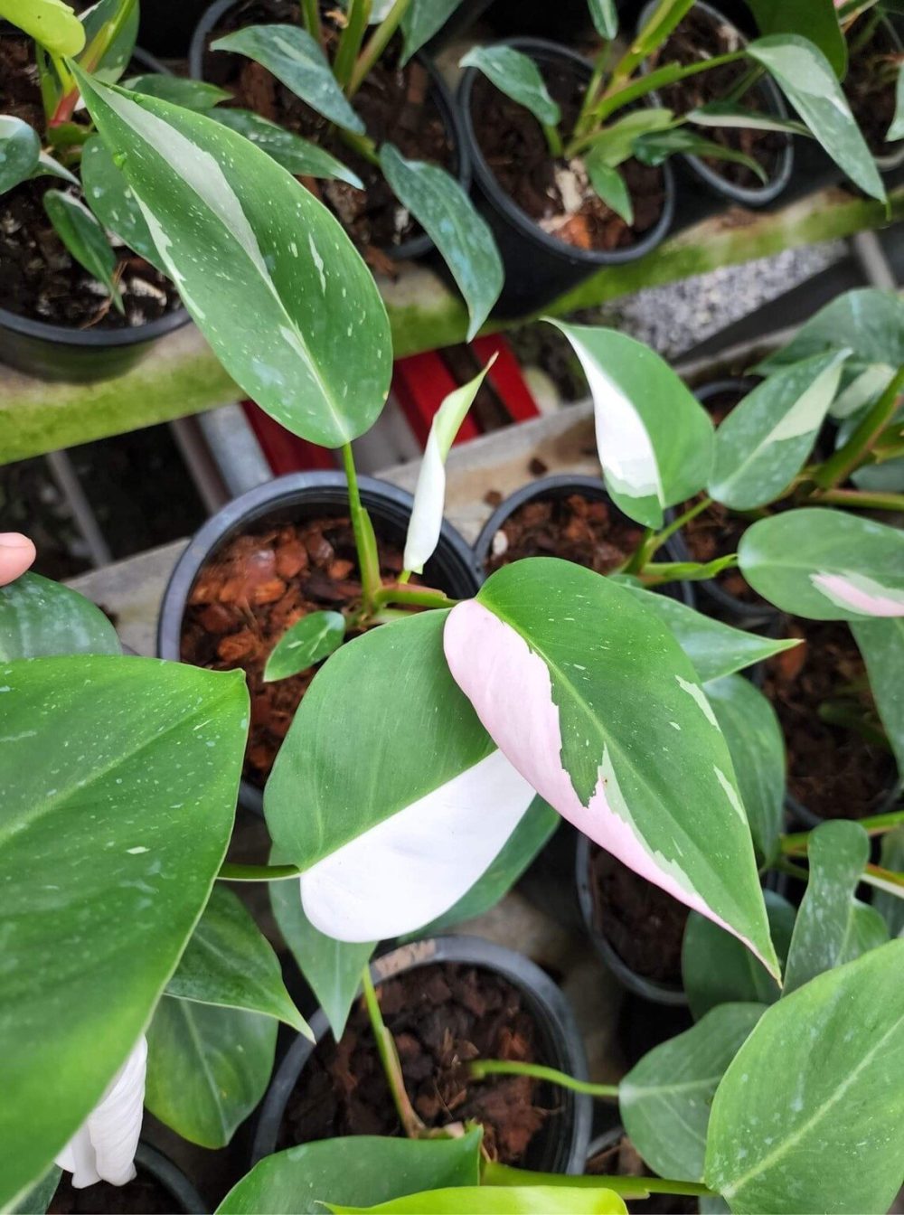 philodendron white princess