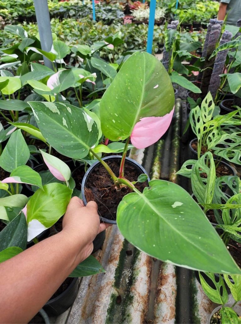 Philodendron White Princess Tri-Color