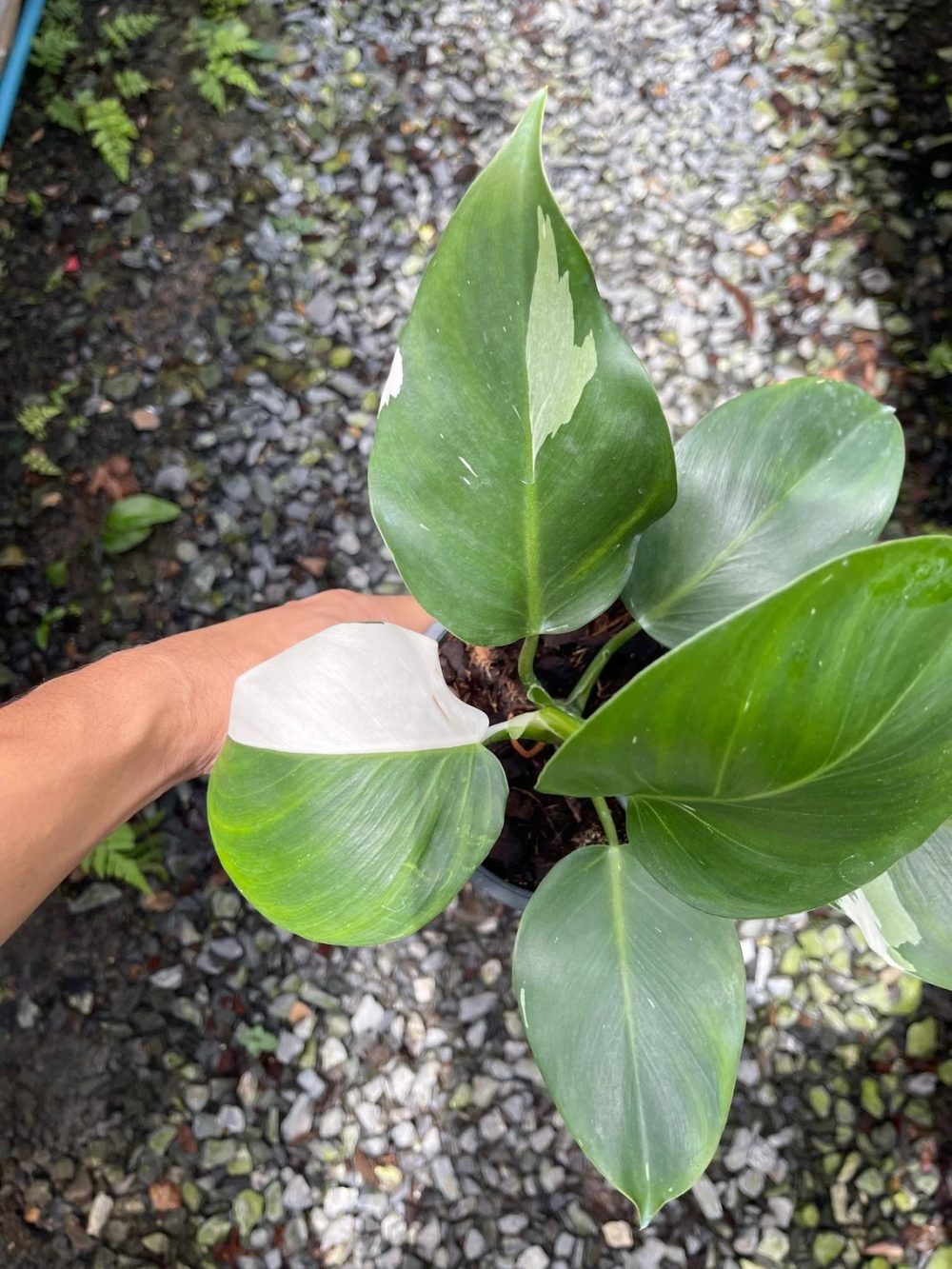 Philodendron White Wizard